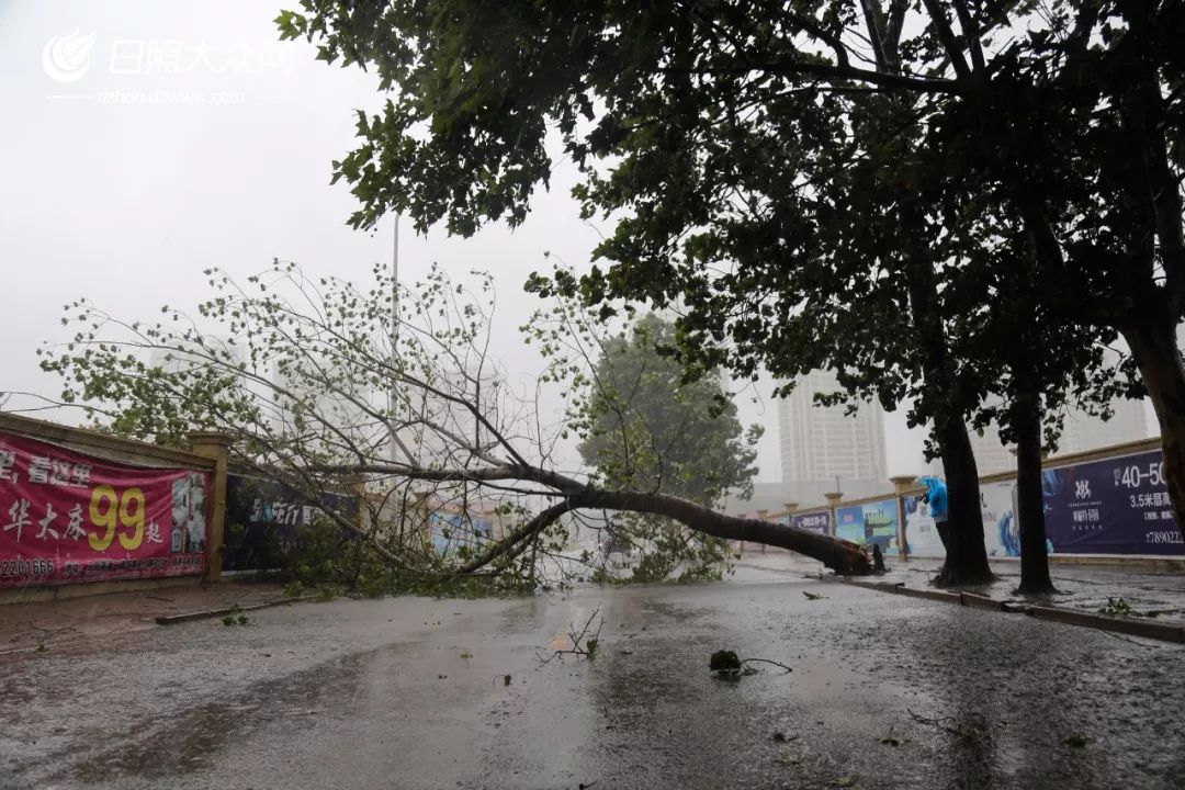 日照暴雨最新动态，暴雨中的小巷奇遇