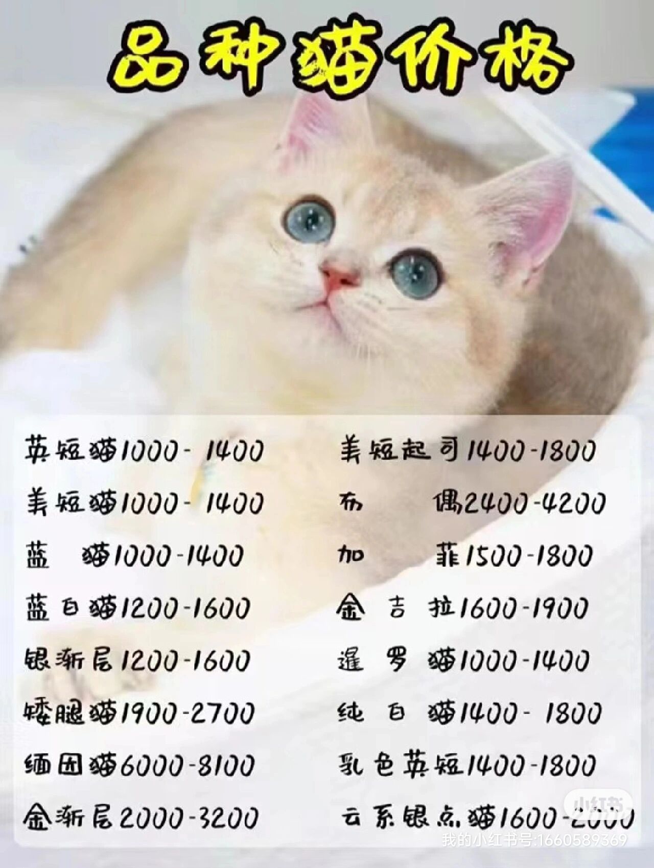 科技重塑养猫新体验，宠物猫价格排行榜解析