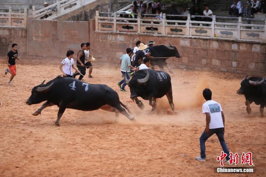 云南斗牛比赛现场出现意外死亡事件，科技对竞技体验的影响引发关注