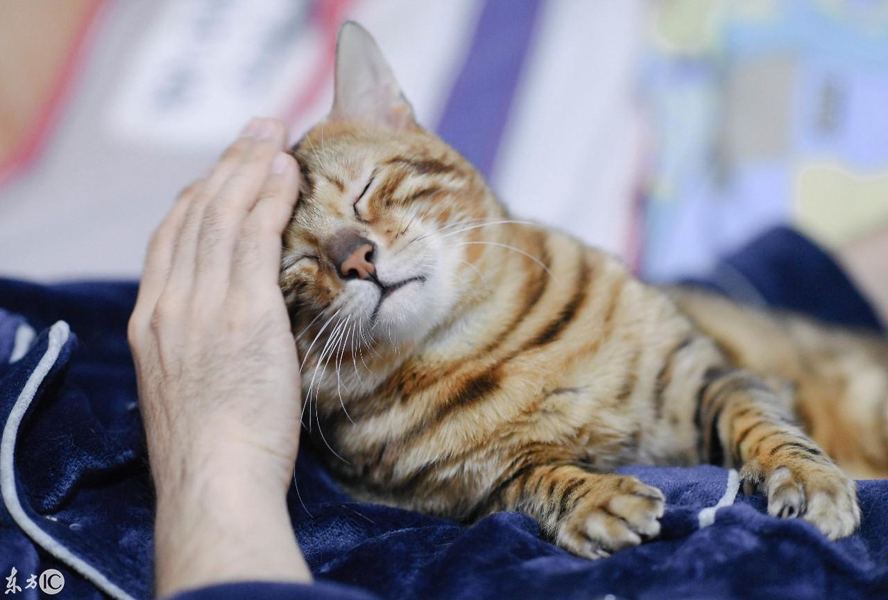 探索猫咪世界的无限魅力，喵咪最新资源汇总