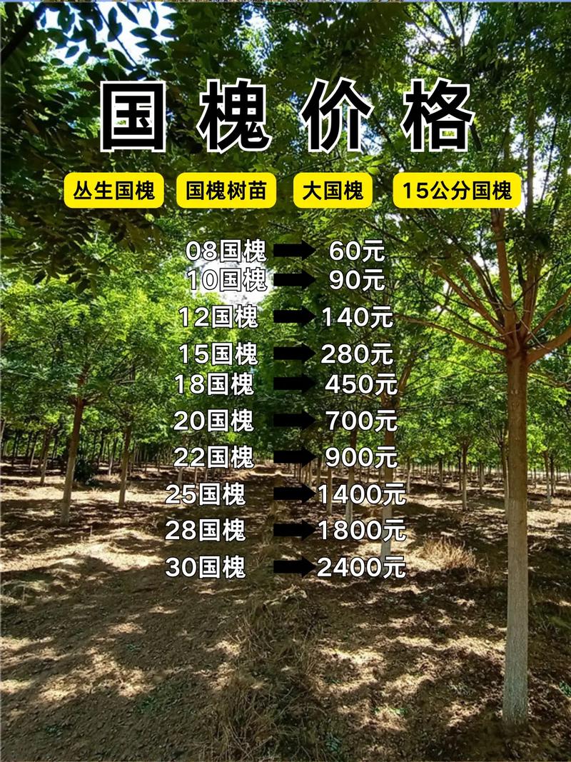 国槐树价格行情深度解析与趋势分析