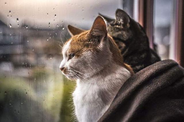 猫奴丫2025最新动态，猫与人之间的情感纽带深度论述